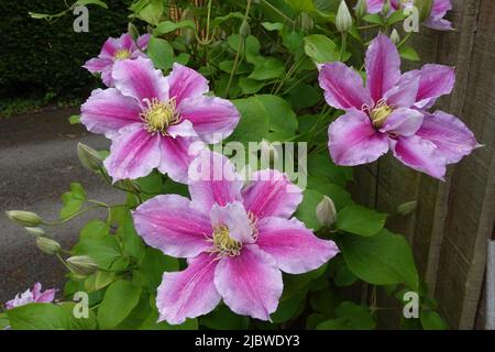 Clematis Viticella une varappe vivace originaire d'Europe Banque D'Images