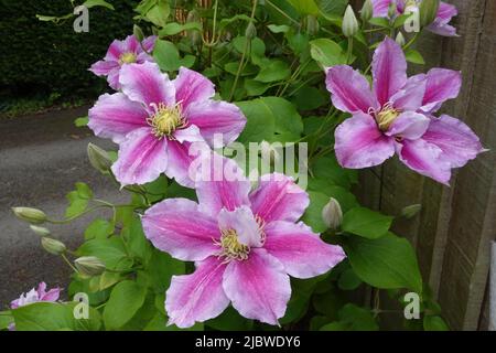 Clematis Viticella Pillu une escalade vivace originaire d'Europe Banque D'Images