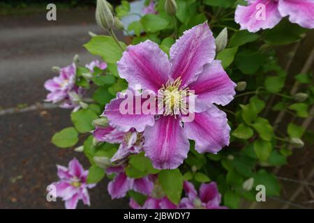 Clematis Viticella une varappe vivace originaire d'Europe Banque D'Images