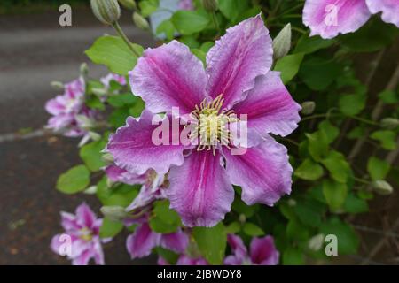 Clematis Viticella une varappe vivace originaire d'Europe Banque D'Images