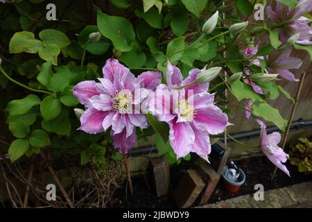 Clematis Viticella une varappe vivace originaire d'Europe Banque D'Images