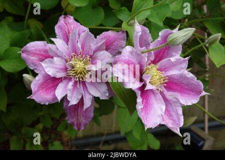 Clematis Viticella une varappe vivace originaire d'Europe Banque D'Images