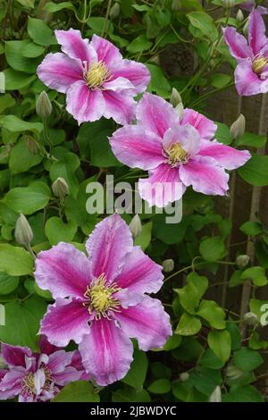 Clematis Viticella une varappe vivace originaire d'Europe Banque D'Images