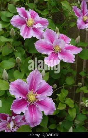 Clematis Viticella Pillu une escalade vivace originaire d'Europe Banque D'Images