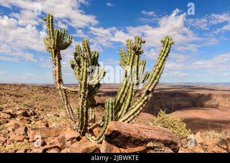 Cactus Euphorbia virosa dans Fish River Canyon en Namibie, Afrique Banque D'Images