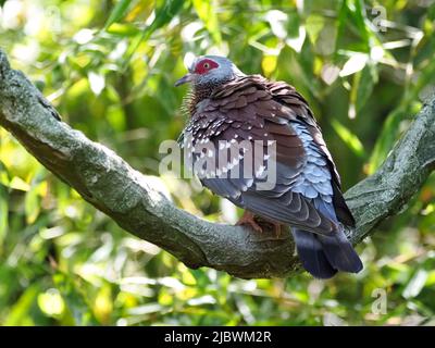 Gros plan pigeon moucheté (Columba guinée), ou pigeon roc africain perché sur la branche et vu de l'arrière Banque D'Images