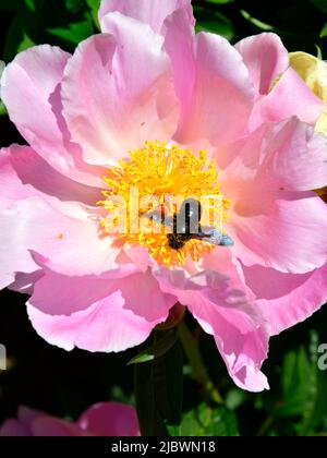 Macro de Bumblebee (Bombus) se nourrissant de peonie rose chinoise (Paeonia lactiflora) Banque D'Images