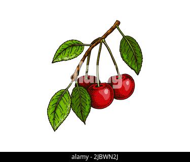 Branche de cerise tirée à la main avec baies rouges et feuilles isolées sur blanc. Illustration vectorielle dans un style d'esquisse coloré Illustration de Vecteur