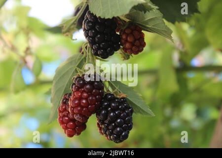 Mûres fraîches et juteuses biologiques sur les branches et les feuilles vertes floues. Bush avec de magnifiques mûres de mûres de mûres. Accent sélectif sur les délicieux mûres et les mûres rouges dans le jardin. Banque D'Images