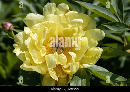 Pivoine jaune clair légèrement flétrie gros plan Banque D'Images