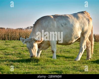 Profil Gros plan vache (Bos) paissant dans la Haute-normandie en France à la lumière du soleil Banque D'Images