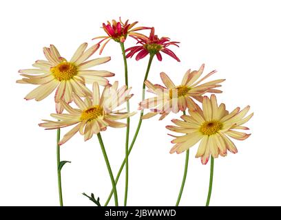 Fleurs de pâquerettes crème et rose de Marguerite, sous-arbuste à moitié robuste, Argyranthemum frutescens 'Banana Split' sur fond blanc Banque D'Images