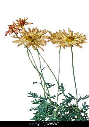 Fleurs de pâquerettes crème et rose de Marguerite, sous-arbuste à moitié robuste, Argyranthemum frutescens 'Banana Split' sur fond blanc Banque D'Images