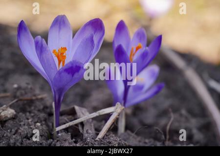 Iris violet et jaune sauvage (Crocus heuffelianus discolor) fleurs croissant à l'ombre, herbe sèche et feuilles autour Banque D'Images
