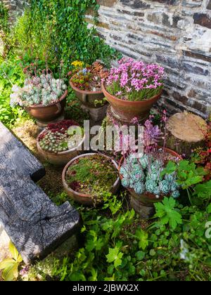 Pots d'Echevia, Sempervivum, Rhodohypoxis baurii et autres succulents dans le jardin clos de la Maison du jardin, Devon Banque D'Images