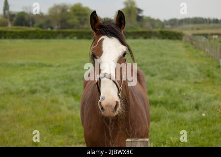 gros plan sur la tête de cheval de couleur blanche et châtaignier Banque D'Images