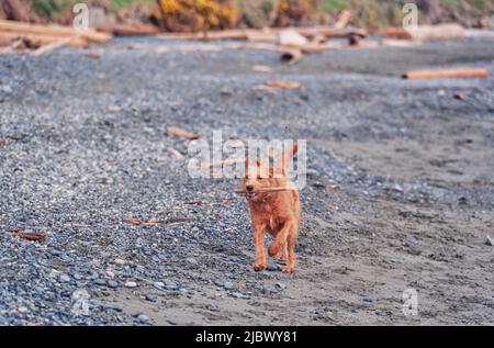 Un Labrador sur une plage rocheuse Banque D'Images