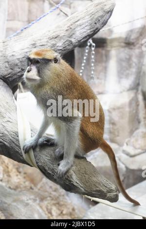 Un singe pata dans une enceinte intérieure. Banque D'Images