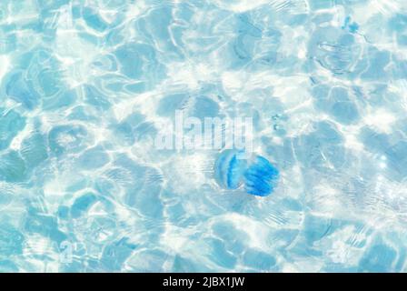 L'accent doux sélectif sur le grand méduse bleu flotte dans de l'eau de mer claire bleu-turquoise et constitue un danger pour les loisirs. La lumière du soleil traverse l'eau, la lumière et l'ombre Banque D'Images