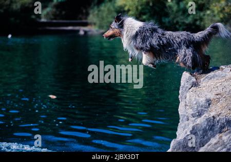 Une sheltie sautant dans l'eau Banque D'Images