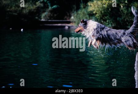 Une sheltie sautant dans l'eau Banque D'Images