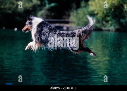 Une sheltie sautant dans l'eau Banque D'Images