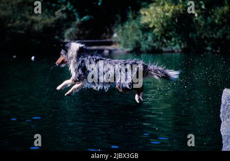 Une sheltie sautant dans l'eau Banque D'Images