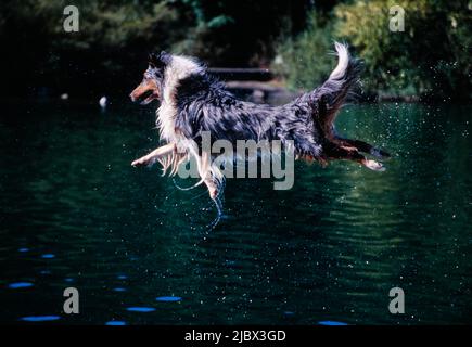 Une sheltie sautant dans l'eau Banque D'Images