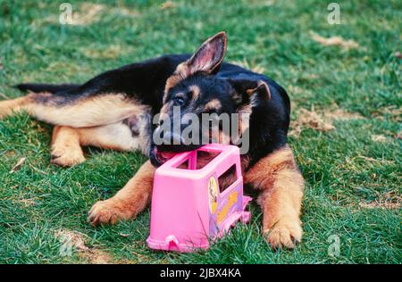 Un chiot berger allemand dans l'herbe Banque D'Images