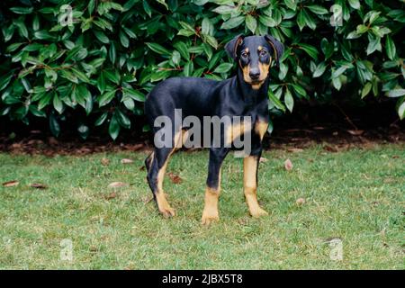 Un Doberman debout dans l'herbe devant le feuillage vert Banque D'Images