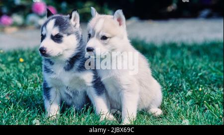 Chiots Husky de Sibérie sur l'herbe Banque D'Images