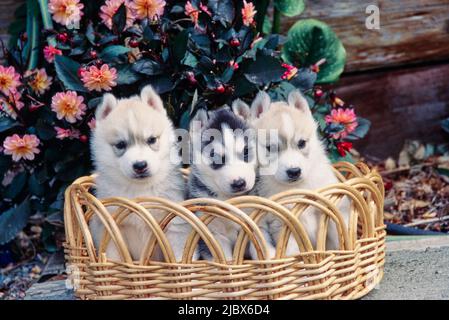 Chiots Husky de Sibérie dans un panier en osier Banque D'Images