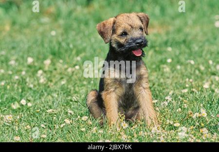 Un chiot terrier border sur l'herbe Banque D'Images