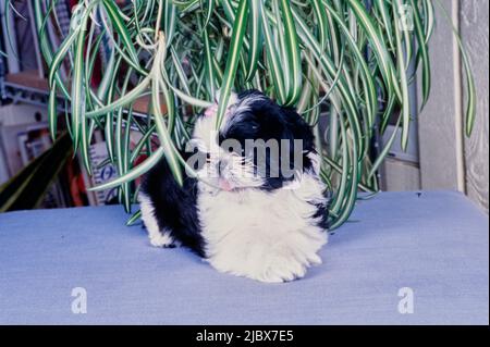 Shih Tzu sur un coussin bleu Banque D'Images