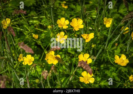 Butterbutterbutter butterbutterbule (Ranunculus bulbosus) fleur jaune sur une prairie dans le sud de l'Angleterre pendant le printemps, Royaume-Uni Banque D'Images