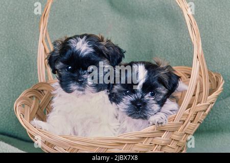 Deux chiots shih tzu dans un panier Banque D'Images