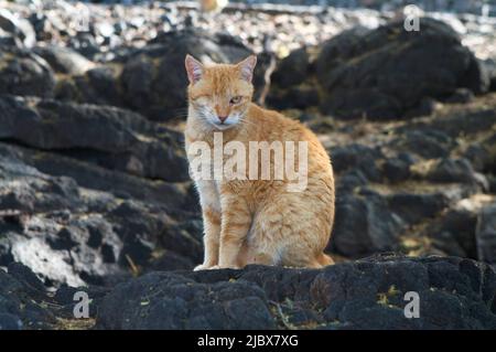 Gingembre borgne cat looking at camera chez cat colonie sur plage hawaïenne. Banque D'Images