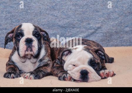 Une paire de chiots anglais bulldog sur une couverture beige Banque D'Images