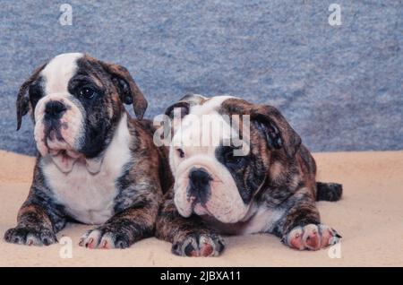 Une paire de chiots anglais bulldog sur une couverture beige Banque D'Images