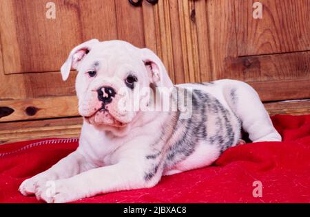 Un chiot bulldog anglais sur une couverture rouge Banque D'Images