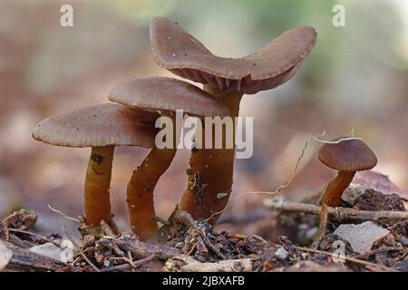Groupe de petits champignons bruns qui poussent sur le sol de la forêt tropicale Banque D'Images