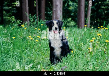 Une bordure collie assise dans une grande herbe verte avec des fleurs sauvages jaunes Banque D'Images