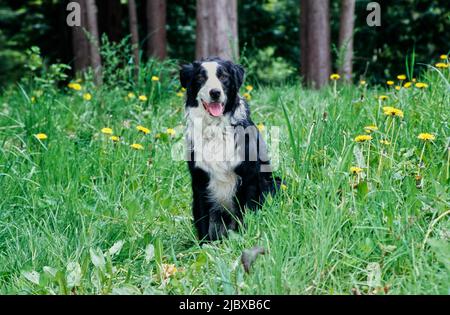 Une bordure collie assise dans une grande herbe verte avec des fleurs sauvages jaunes Banque D'Images