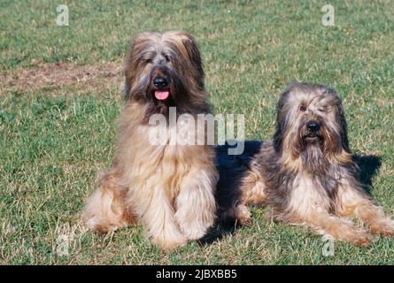 Deux chiens de Briard assis dans un champ herbacé Banque D'Images
