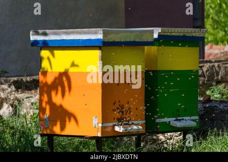 Un chaud d'abeilles vole autour des ruches d'abeilles lors d'une journée de printemps ensoleillée. Concept d'apiculture. Gros plan, mise au point sélective Banque D'Images