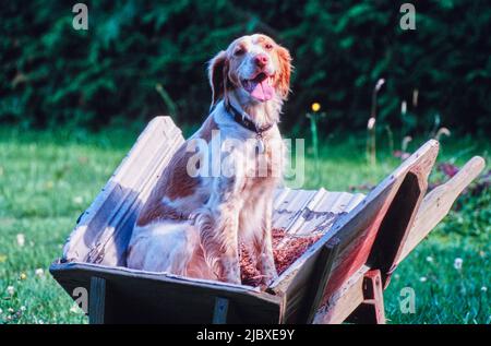 Un chien breton assis dans une brouette Banque D'Images