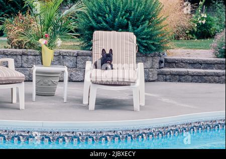 Un bulldog français bringé posé dans une chaise longue près d'une piscine Banque D'Images