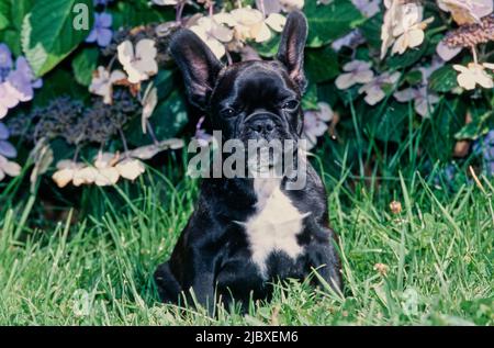 Un chiot français noir boudogue assis dans l'herbe devant une plante à fleurs violettes Banque D'Images