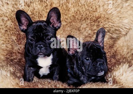 Deux chiots de boudogue français bringé, assis sur un jet de fourrure Banque D'Images