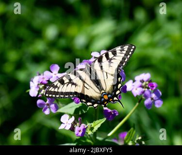 Un papillon à queue de cygne de l'est, Papilio glaucus, pollinisant le Rocket de Dame, Hesperis matronalis, fleurit dans un jardin Banque D'Images